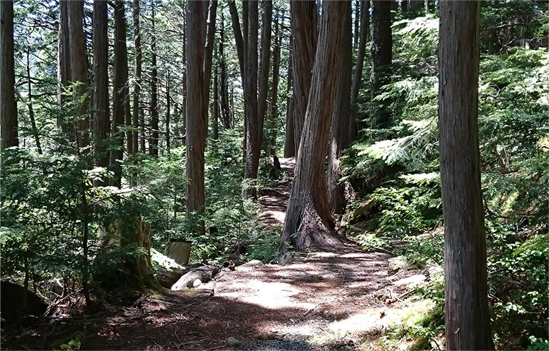 Primeval Forest Walking Trail